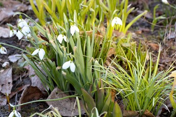 Obraz premium Galanthus snowdrops in a spring forest among dry leaves and greenery, a symbol of nature's renewal