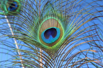 Obraz premium Dekoracja, pawie pióro