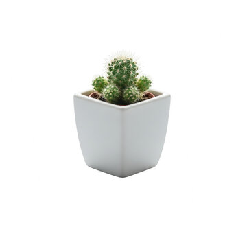 A small cactus in a white square pot isolated on transparent background