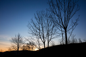 Gałęzie wiosennych drzew na tle wschodzącego słońca © kubikactive