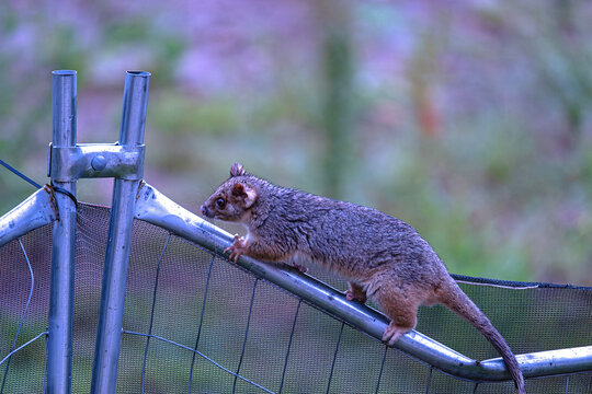 ringtail  possum running on a fence early morning
