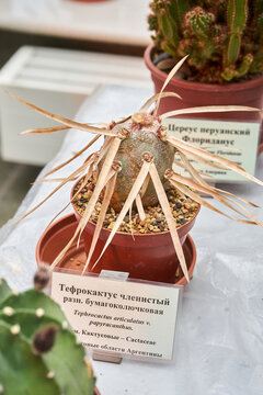 Spiky cactus in small pot. Exotic succulent plant for indoor decoration. Text in russian and english - Tephrocactus articulatus v papyracanthus.