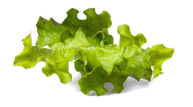 vibrant green oak leaf lettuce salad leaf, fresh and dewy, isolated on a clean transparent background, perfect for food imagery.