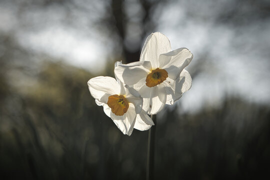 Two white daffodils with yellow centers bloom in the soft spring light. Delicate petals backbit by the sun against a blurred natural background. Floral close-up.