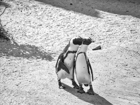 Black and white photograph of two penguins on the beach. The animals are standing close together in the light sand, creating a social and harmonious atmosphere.