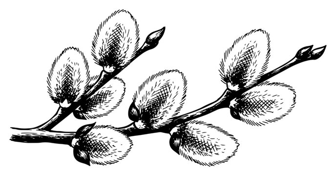 Detailed botanical sketch of pussy willow branch with soft catkins in vintage hand drawn engraving style
