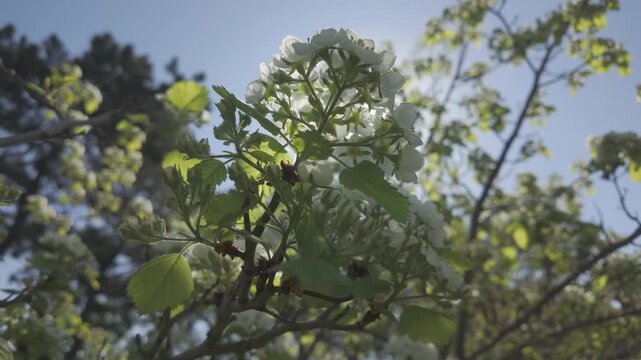 Bottom view of inflorescence white flowers on a blooming Thornapple (Crataegus submollis) in blue sky background, Сlose-up