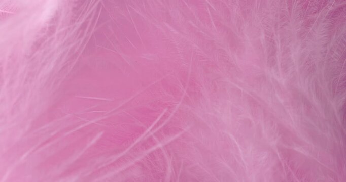 Macro Pink Feather Texture Background. Close-up  Fluffy pink feathers with soft textures and subtle drifting motion.