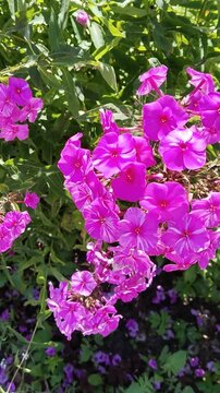 Vertical video of vibrant pink phlox paniculata flowers swaying in the summer breeze. Close-up of blooming floral clusters with garden background. Gardening Tips. Perfect for nature-themed Reels