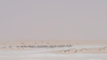 Harmattan wind blowing fiercely across Saharan desert partly obscuring salt caravan traveling...
