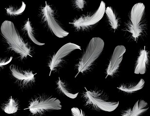 Fototapeta premium A collection of white feathers on a black background