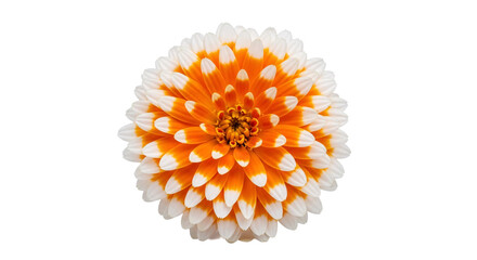 Naklejka premium Orange and white dahlia flower vibrant symmetrical petals
