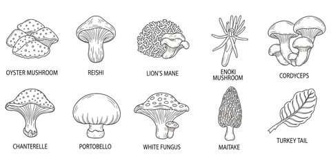 Black and white mushroom illustration, educational fungi chart, edible and medicinal mushrooms drawing, botanical sketch collection, flat vector illustration © Tauhidul