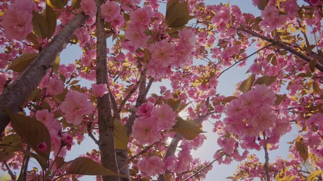 Close-up pan shot of cherry blossom covered with rose-colored flowers on blue sky background, bottom view. Pink, double flowers of Japanese cherry tree, Prunus serrulata Kanzan are in full bloom