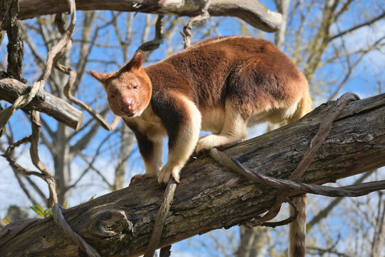 A rare tree kangaroo skillfully climbs a thick branch. The photo shows its reddish-brown fur and powerful claws against a blue spring sky.
