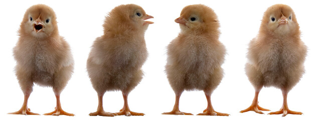 four adorable fluffy baby chicks, newly hatched, standing in a row with various expressions,...