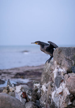 Great cormorant spreading wings on coastal rocks by the sea, Kolka, Latvia