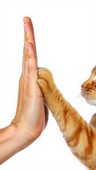 Fototapeta premium Human Hand And Orange Tabby Cat Giving High-five Gesture In Close-up