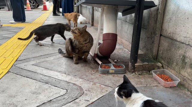 Stray cats gather in an urban outdoor stray cat feeding station, on city pedestrian sidewalk