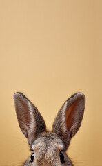 Obraz premium Cute bunny peeking from bottom of frame with big ears, minimal easter rabbit portrait on pastel background with copy space