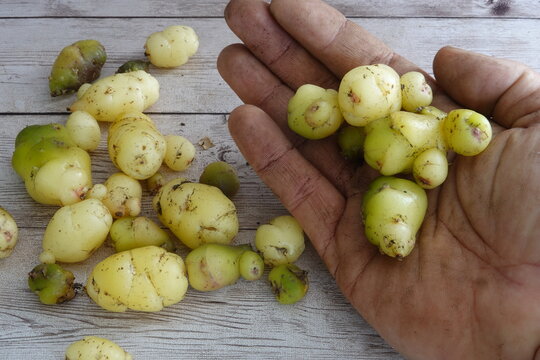 Hand holding freshly harvested oca tubers from garden