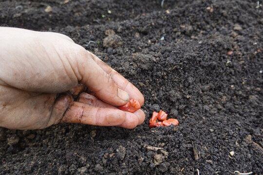 Hand planting fava bean seeds in garden soil