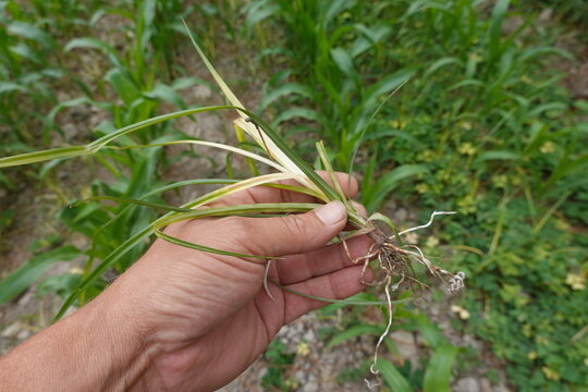 Hand holding purple nutsedge plant showing roots