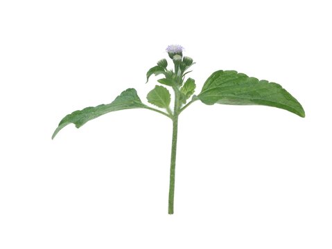 Fresh Billygoat-weed (Ageratum conyzoides) isolated on white background. Commonly used in traditional medicine and is captured here with sharp details for botanical or healthcare-related designs