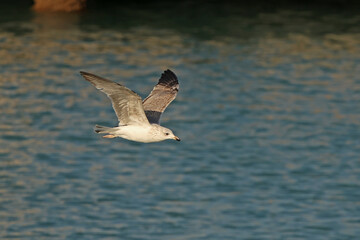 seagull flying in the sky