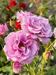 Naklejka premium Delicate lavender and pink roses blooming in a garden with red flowers in background