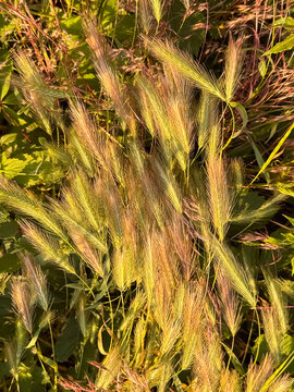 Golden foxtail barley grass with feathery seed heads glowing in warm sunlight