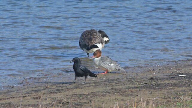 Canada Goose (Branta canadensis) and Goosander (Mergus merganser) female preening their feathers by the side of a lake as a Carrion Crow walks past. March, Kent, UK [Half speed]