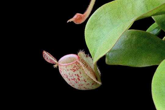 Nepenthes ampularia red bangka on isolated background, Nepenthes flowers closup on isolated background