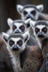 Fototapeta premium Toned ring-tailed lemur group, looking at the camera.