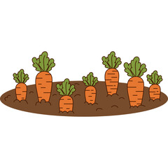 Carrots Growing in Garden