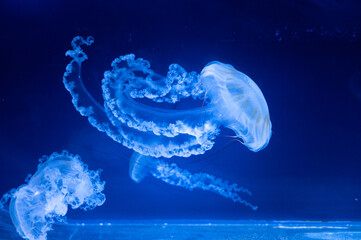 Enormous aquatic jellyfish with vivid swirling tentacles in deep ocean environment © Lera.MB