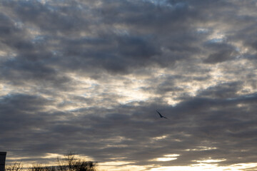 Obraz premium Dramatic Cloudy Sky at Sunset with Bird Silhouette in Motion