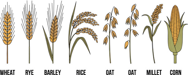 Fototapeta premium Cereal crops collection wheat rye barley rice oat millet corn agriculture grain plant vector illustration set