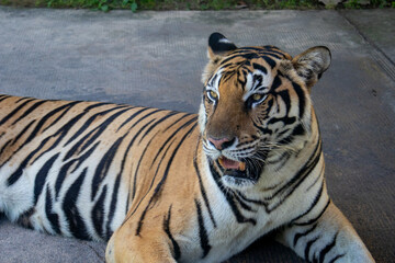 Obraz premium A tiger resting on the ground. - Tigers are the largest cat species in the world and are known for their distinctive orange fur with black vertical stripes. 