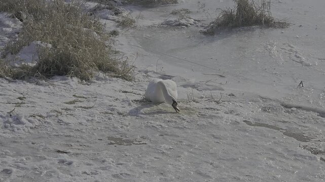 Mute swan Cygnus olor sitting on frozen river ice during cold winter day. Wild white bird in snow-covered riverside landscape. Survival of wildlife in freezing temperatures and harsh weather condition