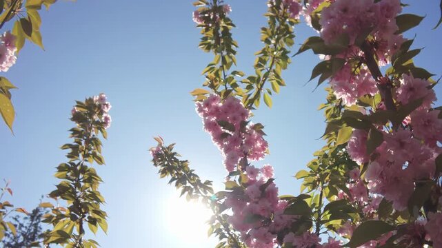 Flight upward to the top of crown of a cherry blossom tree covered in pink flowers, against a blue sky, movement between the branches, bottom-up view, backlit by the sun with sun glare on the lens