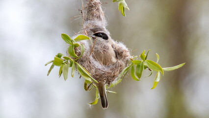 great tit on a branch © lazalnik