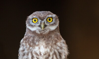 Obraz premium great grey owl