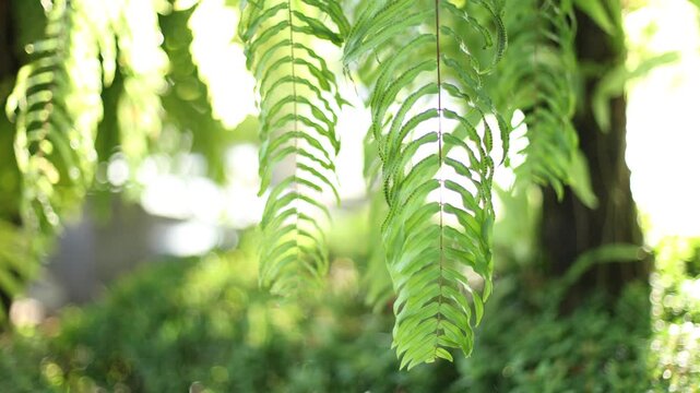 Tropical green fern plant background