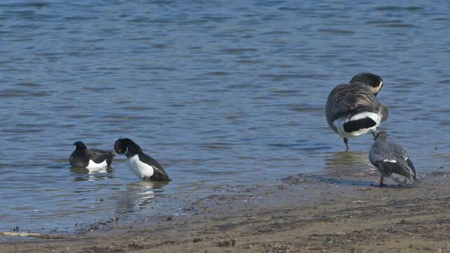 Tufted Duck (Aythya fuligula) males, Canada Goose (Branta canadensis) and a Goosander (Mergus merganser) all preening their feathers by a lake. March, Kent, UK [Half speed]