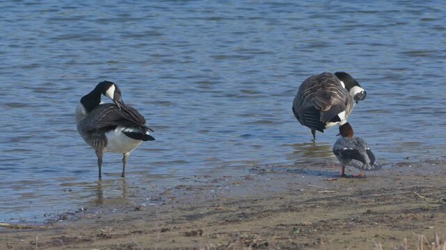 Canada Geese (Branta canadensis) and Goosander (Mergus merganser) female preening their feathers by the side of a lake. March, Kent, UK [Half speed] 