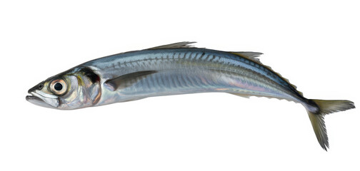 Fototapeta premium Small fish with blue and silver scales