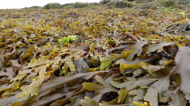 Algal bloom on the beach, France.