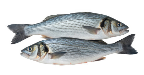 Obraz premium Two white fish with silver scales and black tails silver fish