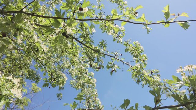 Bottom-up view on blossoming Hawthorn tree covered with white flowers and last year's berries against a blue sky background in sunny day, panning